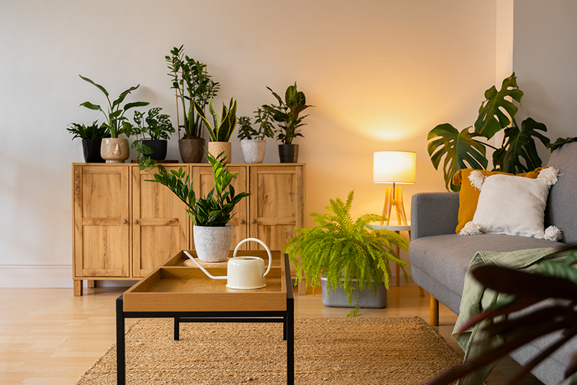 INDOOR PLANTS IN APARTMENTS: EVERYTHING YOU NEED TO KNOW<